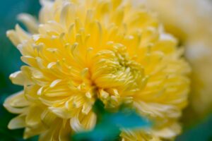 floricultura-em-curitiba-guia