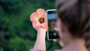 flores-online-em-curitiba